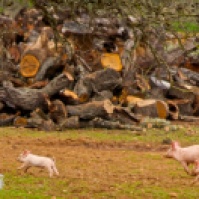 Mallorca: Schweinchen Wettrennen