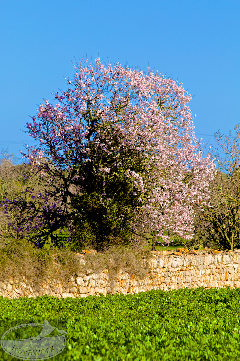 Von wegen toter Baum - rosa wird der Frühling begrüsst