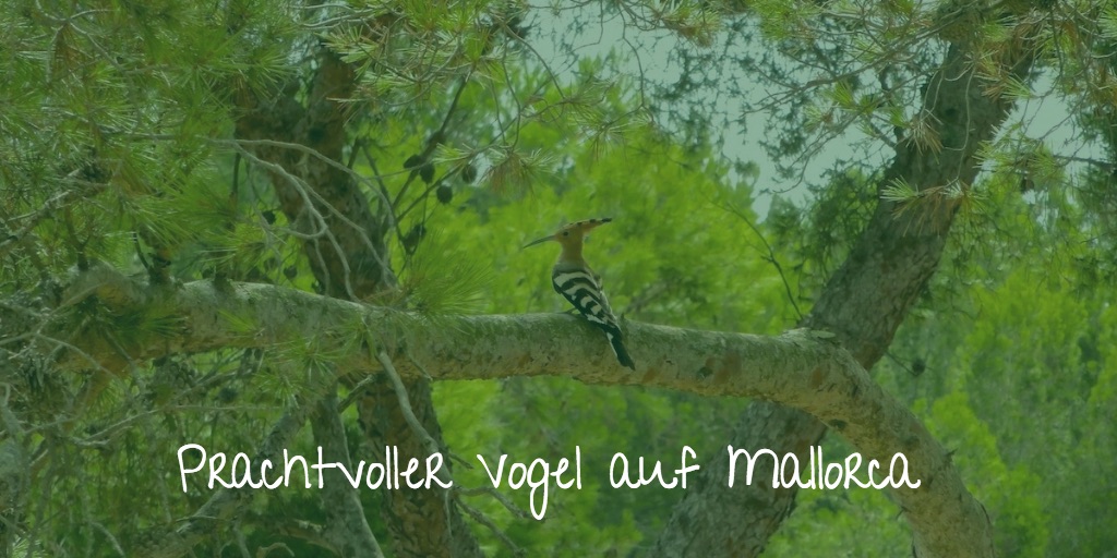 Mallorca Vogelwelt