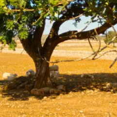 Schafe unter mallorquinischem Baum