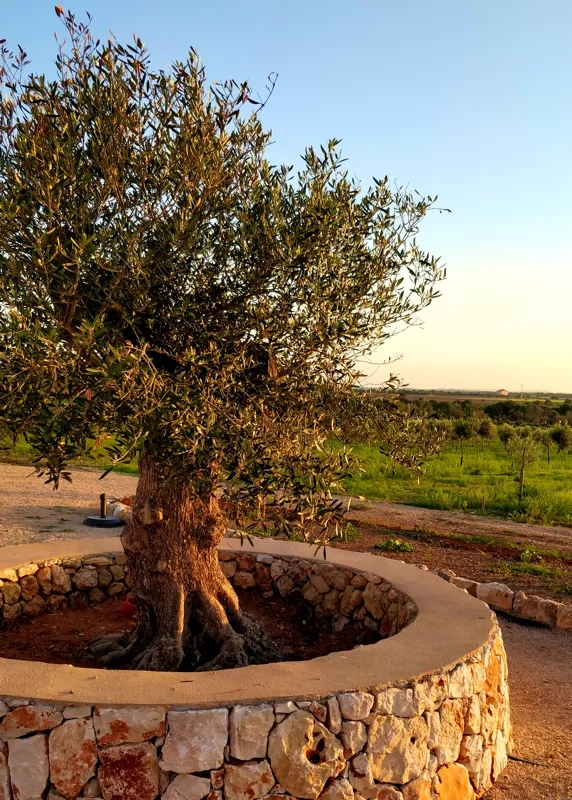 Olivenbaum in Santanyi, Mallorca