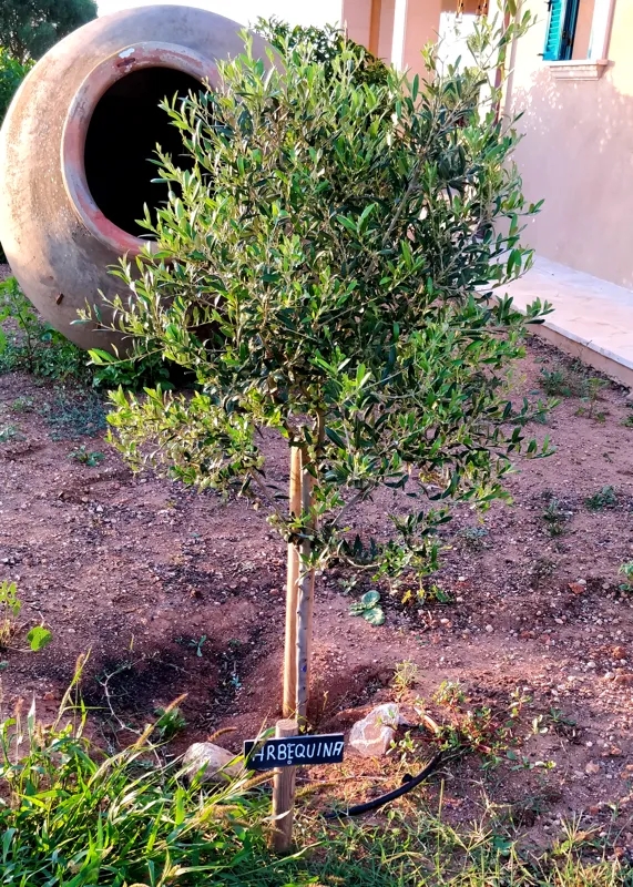 Olivenbaum Sorte Arbequina / Empaltre