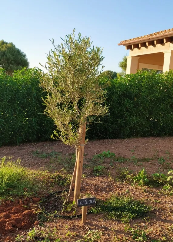 Olivenbaum Sorte Hojablanca